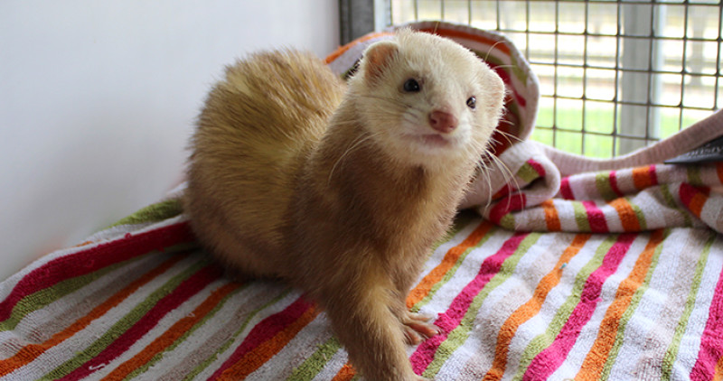 Ferret pets sale at home